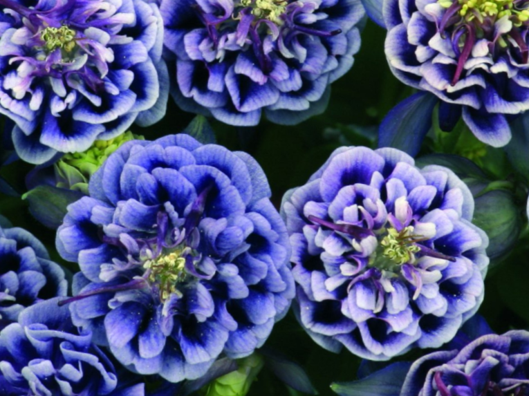 Winky Blue & White Columbine (Aquilegia 'Winky Blue & White') - 1 gallon