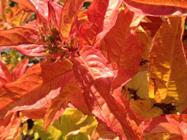 Kodiak® Orange Honeysuckle (Diervilla sessilifolia 'Kodiak Orange') - 3 gallon 15"