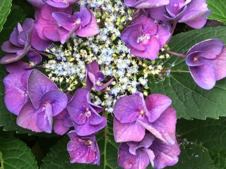 Grape Explosion Hydrangea (Hydrangea macrophylla 'Grape Explosion') - 3 gallon
