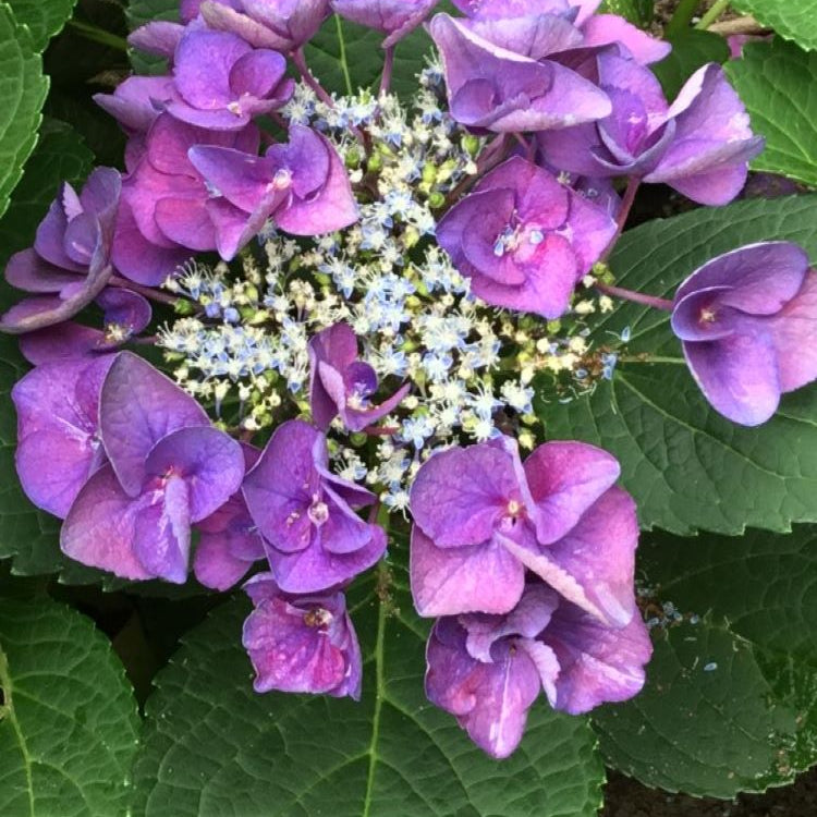 Grape Explosion Hydrangea (Hydrangea macrophylla 'Grape Explosion') - 3 gallon