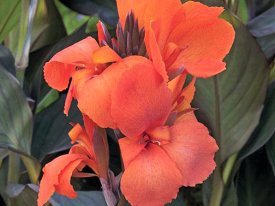 Cannova Bronze Orange Canna (Canna cannova 'Bronze Orange') - 1 gallon