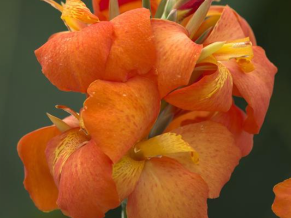 Cannova Orange Shades Canna (Canna cannova 'Orange Shades') - 1 gallon