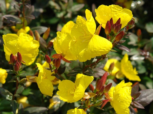 Fireworks Evening Primrose (Oenothera fireworks) - 1 gallon