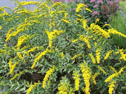 Fireworks Goldenrod (Solidago fireworks) - 1 gallon