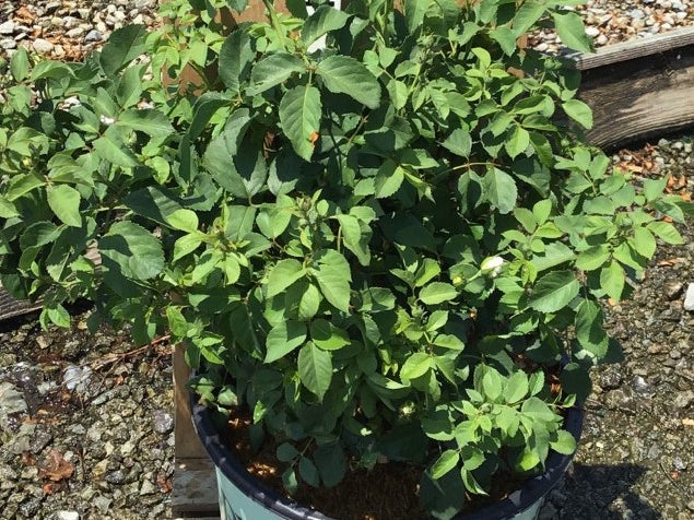 Whipped Cream™ Floribunda Rose (Rosa whipped 'Cream') - 3 gallon