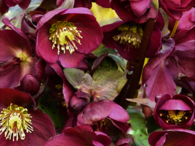 Frostkiss® Anna’s Red Lenten Rose (Helleborus 'Frostkiss Annas Red') - 1 gallon