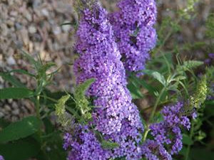 Buzz® Sky Blue Butterfly Bush (Buddleia 'Buzz Sky Blue') - 3 gallon