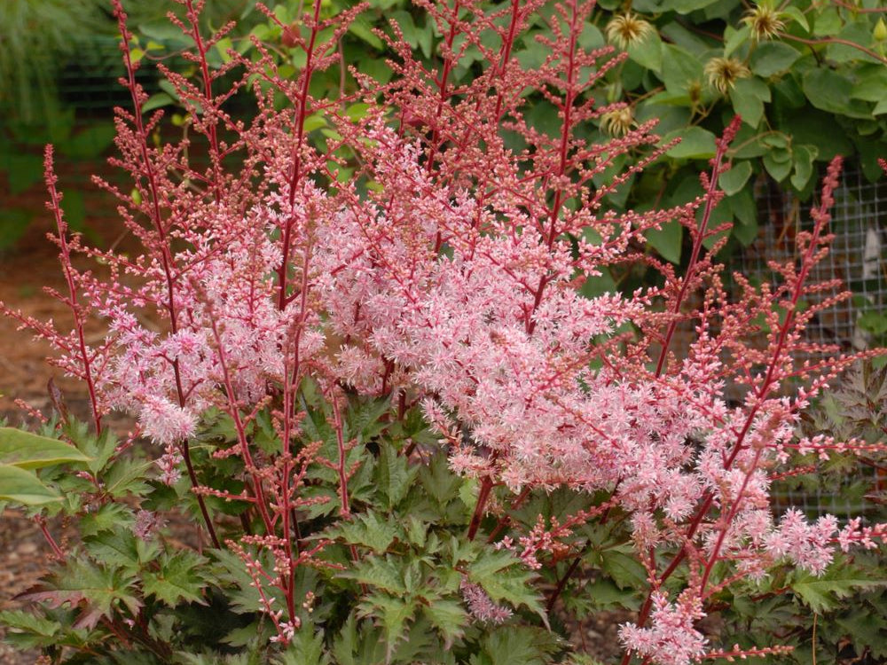 Delft Lace Astilbe (Astilbe 'Delft Lace') - 1 gallon