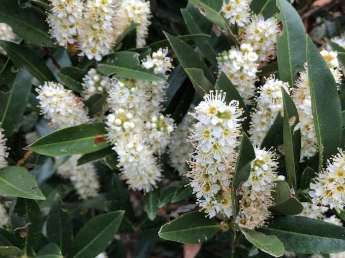 Zimmerman Cherry Laurel (Prunus L 'Zimmerman') - 3 gallon