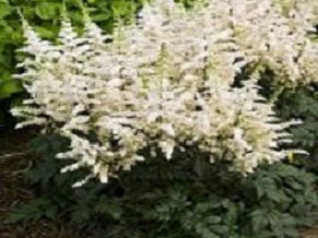 Vision In White Astilbe (Astilbe vision 'In White') - 1 gallon
