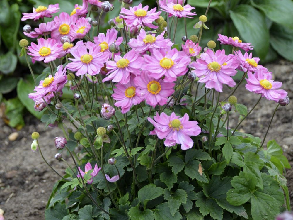 Curtain Call Pink Japanese Anemone (Anemone 'Curtain Call Pink') - 1 gallon