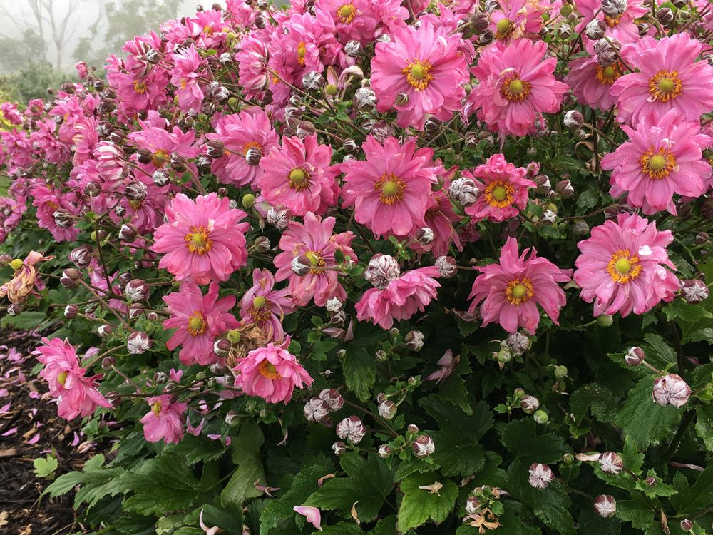 Fall In Love™ Japanese Anemone (Anemone 'Fall In Love Sweetly') - 1 gallon