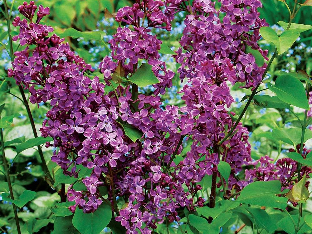 Pocahontas Lilac (Syringa x hyacin. 'Pocahontas') - 3 gallon 24"