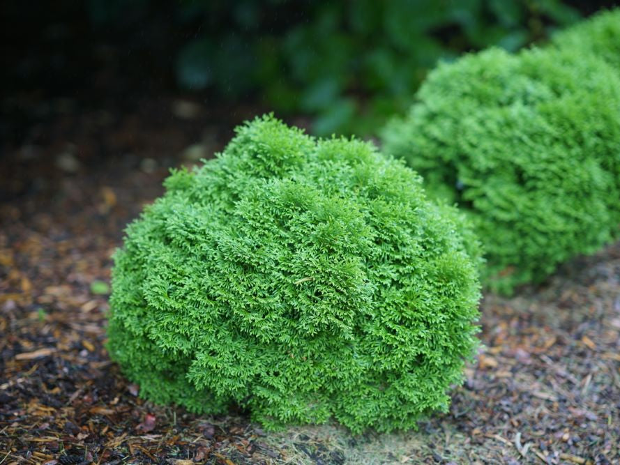 Tater Tot® Arbovitae (Thuja occidentalis 'Tater Tot') - 2 gallon
