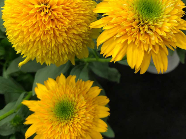 Cara Mia™ Yellow Coneflower (Echinacea cara 'Mia Yellow') - half gallon