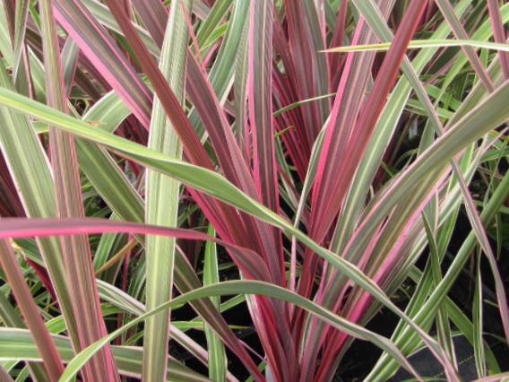 Cordyline Can Can (Cordyline dance 'Can Can') - 1 gallon