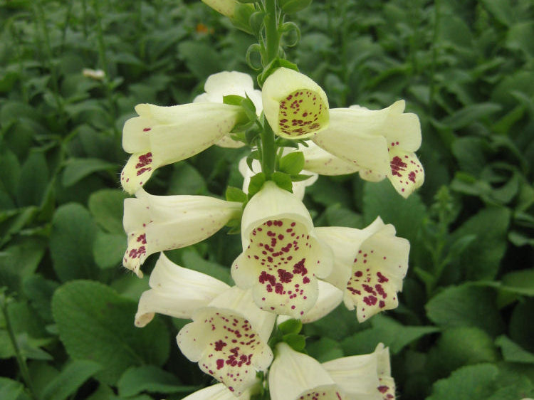 Camelot Cream Foxglove (Digitalis x 'Camelot Cream') - 1 gallon