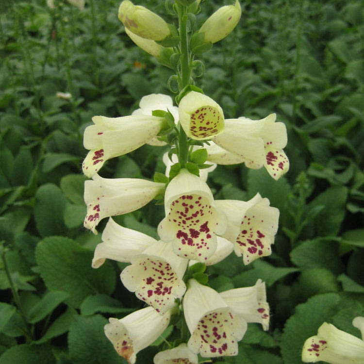 Camelot Cream Foxglove (Digitalis x 'Camelot Cream') - 1 gallon