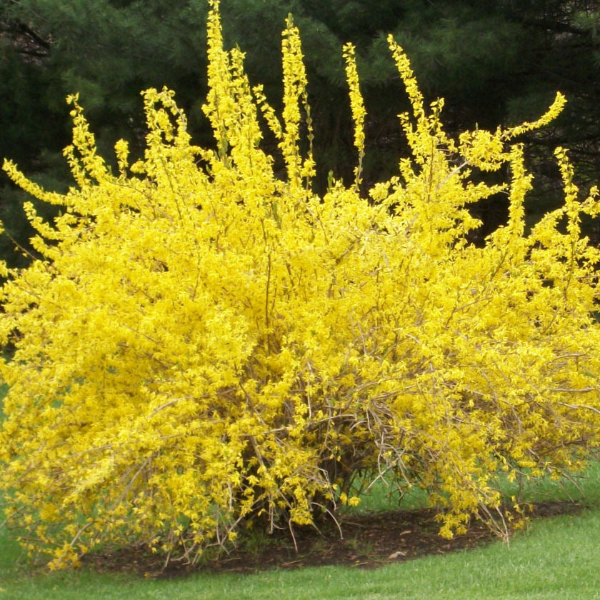 Spring Glory Forsythia (Forsythia x intermedia 'Spring Glory') - 3 gallon 24-30"