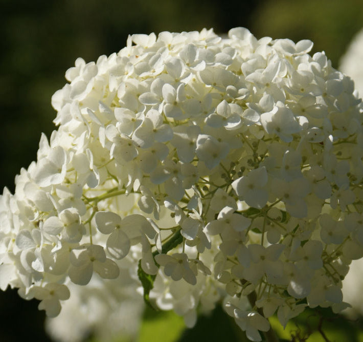 Annabelle Smooth Hydrangea (Hydrangea arborescens 'Annabelle') - 3 gallon
