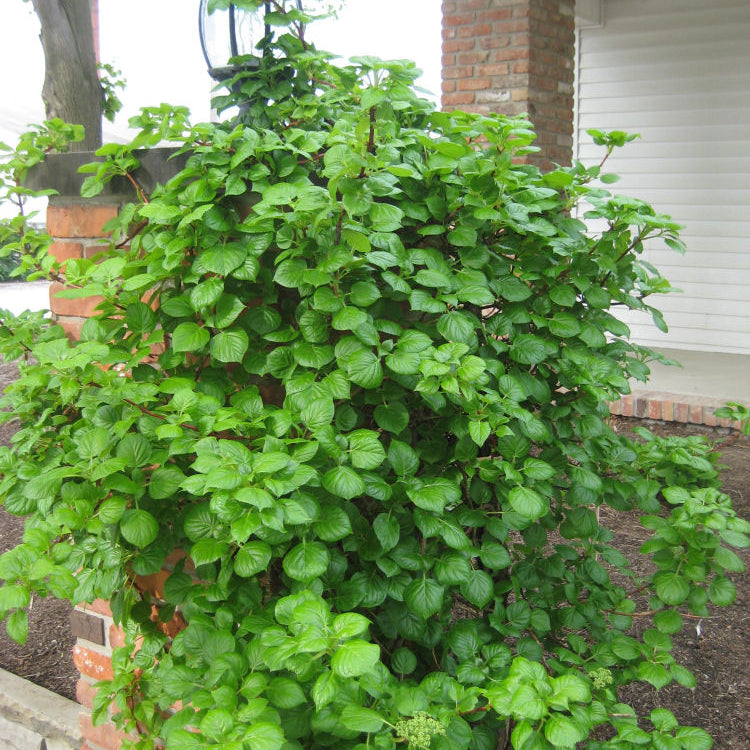 Climbing Hydrangea (Hydrangea 'Petiolaris') - 3 gallon 30" TRELLIS