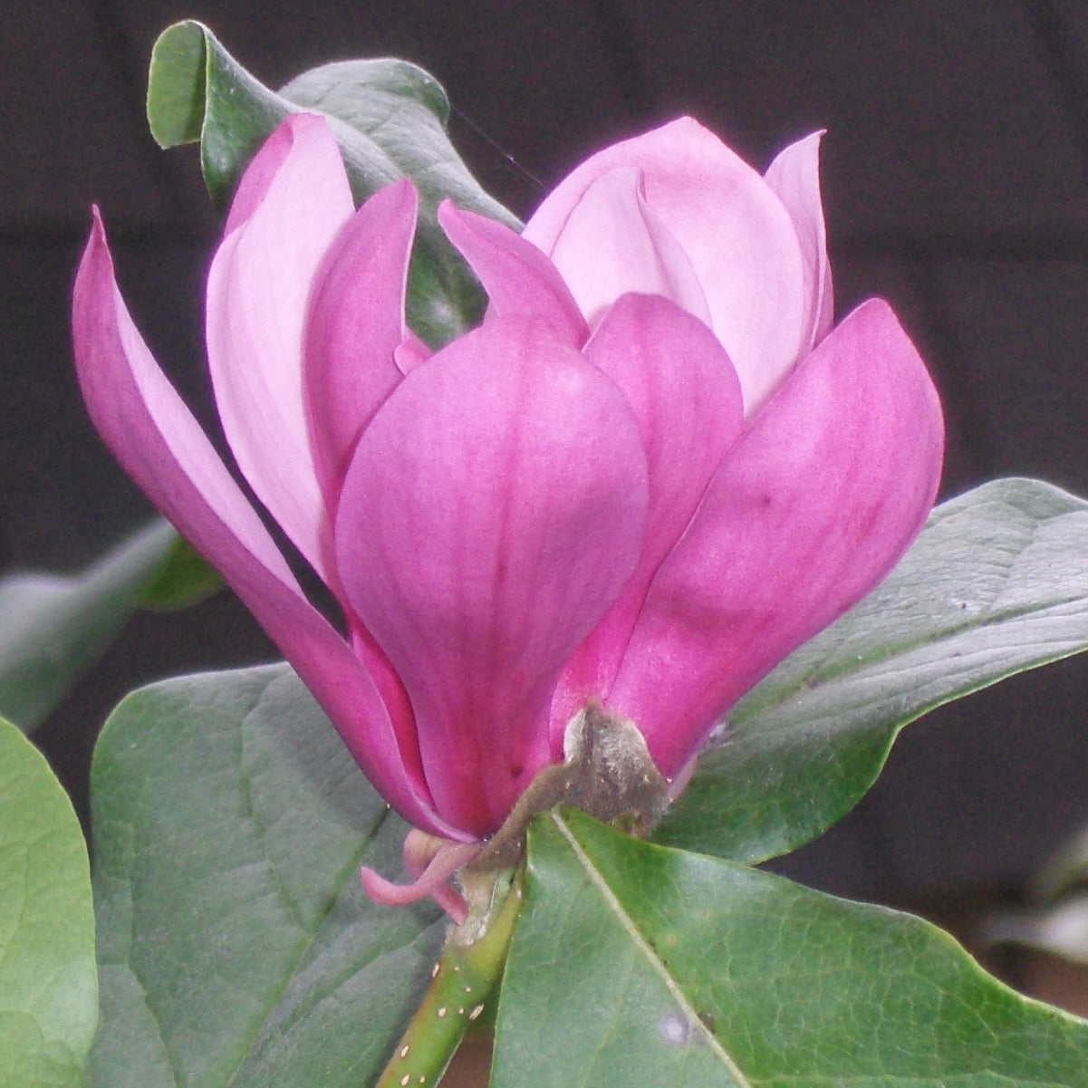 Ann Magnolia (Magnolia x 'Ann') - 3 gallon 24-30"