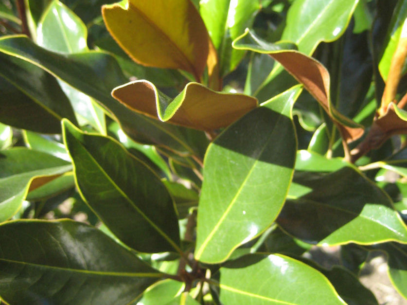 Edith Bogue Southern Magnolia (Magnolia grandiflora 'Edith Bogue') - 3 gallon 24"