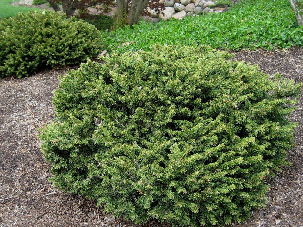 Dwarf Norway Spruce (Picea abies 'Pumila') - 3 gallon 12"