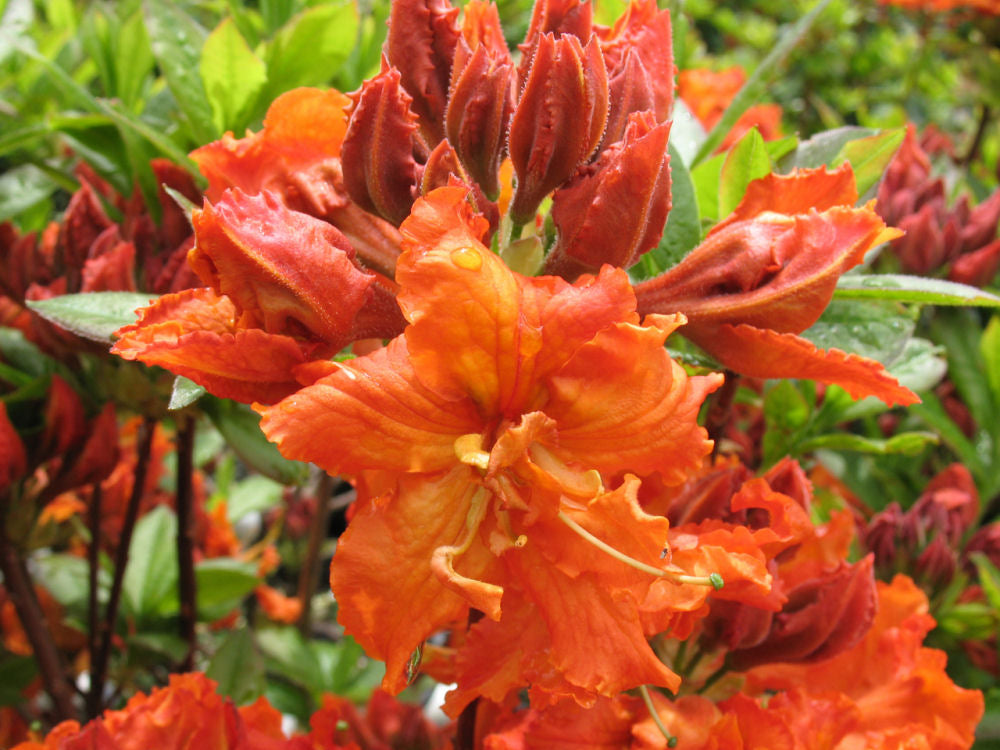 Gibraltar Azalea (Azalea 'Exbury Gibraltar') - 3 gallon 15"