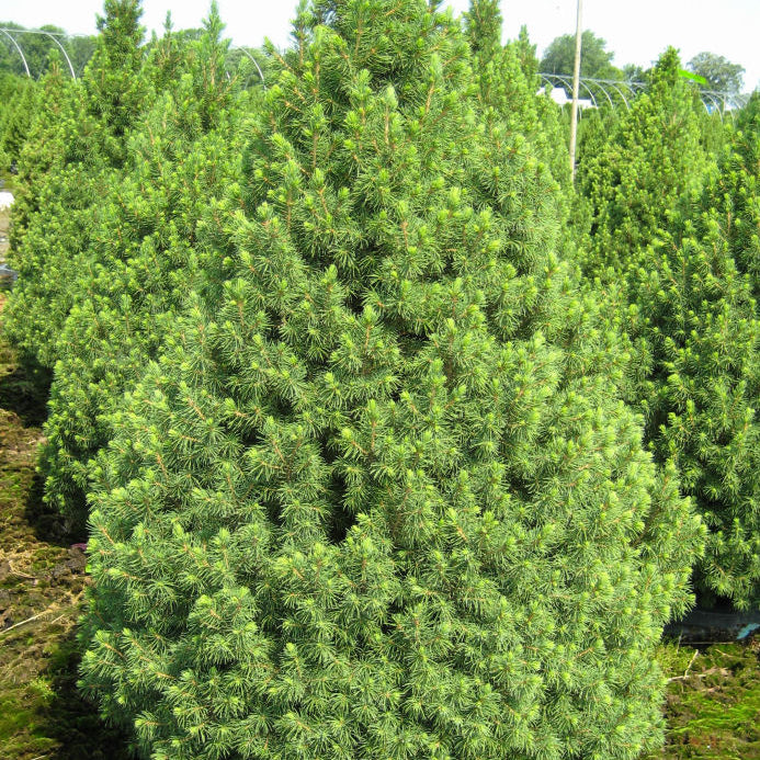 Dwarf Alberta Spruce (Picea glauca 'Conica') - 2 gallon 15"