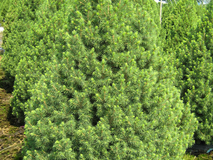 Dwarf Alberta Spruce (Picea glauca 'Conica') - 3 gallon 24"