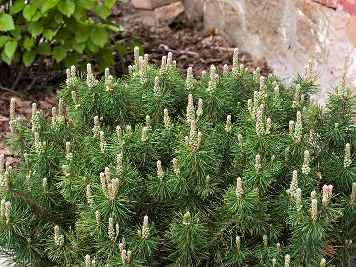 Enci Mugo Pine (Pinus mugo 'Enci') - 3 gallon 12"