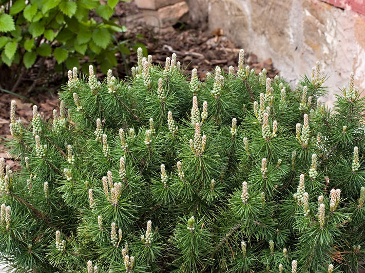 Enci Mugo Pine (Pinus mugo 'Enci') - 3 gallon 12"