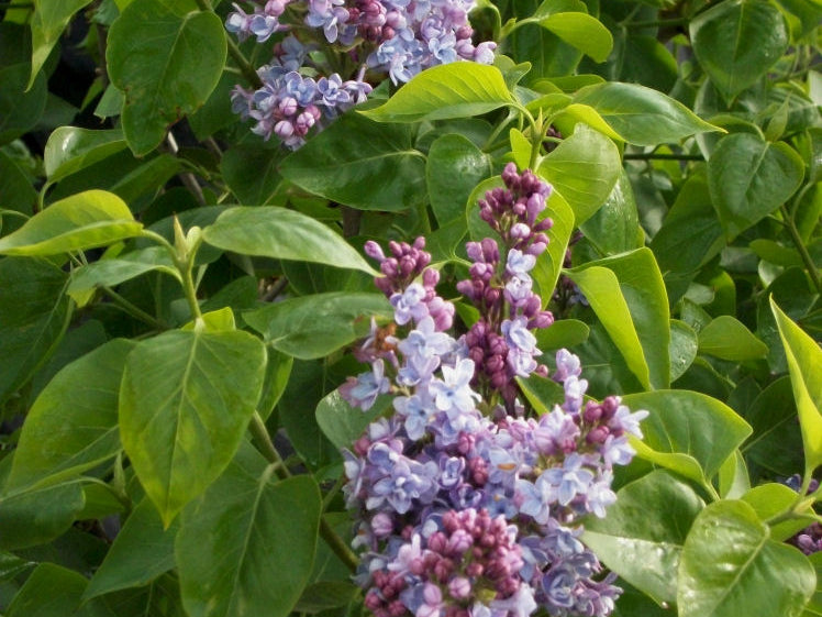 Common Lilac (Syringa vulgaris) - 3 gallon 15"