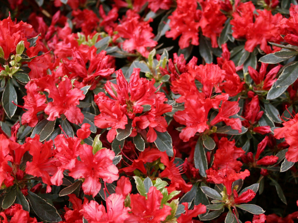 Hot Shot Azalea (Azalea x 'Girard Hot Shot') - 3 gallon 15"