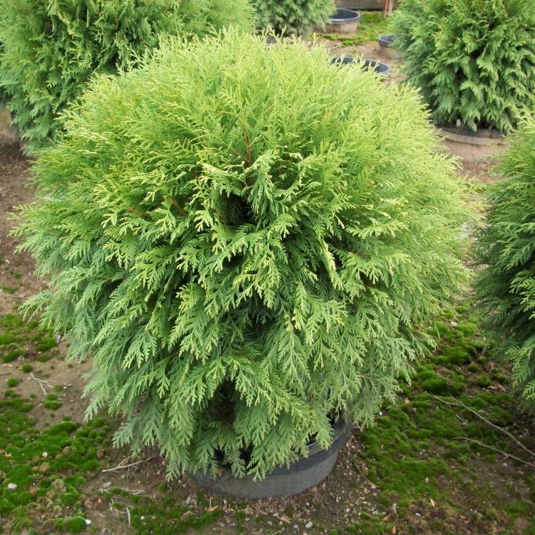 Globe Arborvitae (Thuja occidentalis 'Woodwardii') - 3 gallon 12"