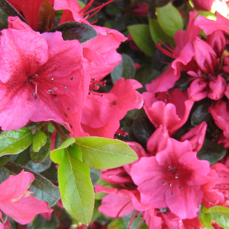 Renee Michelle Azalea (Azalea x 'Renee Michelle') - 3 gallon 12"