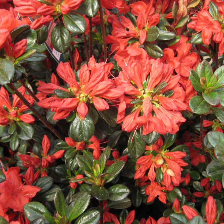Stewartstonian Azalea (Azalea x 'Stewartstonian') - 3 gallon 15"