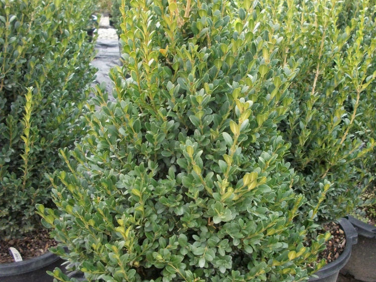 Green Mountain Boxwood (Buxus microphylla 'Green Mountain') - 3 gallon 24"