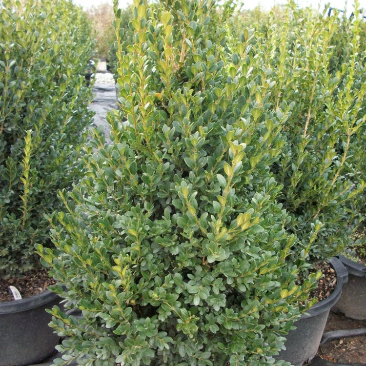 Green Mountain Boxwood (Buxus microphylla 'Green Mountain') - 3 gallon 24"
