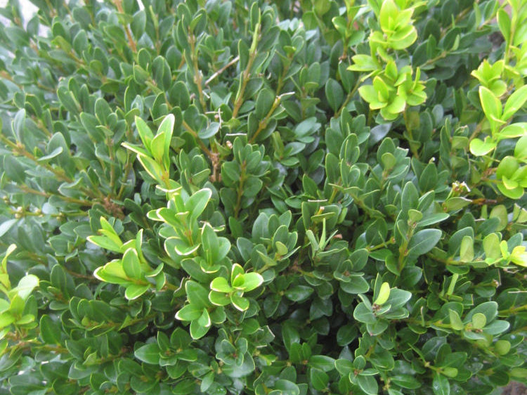 Green Velvet Boxwood (Buxus microphylla 'Green Velvet') - 3 gallon 12"