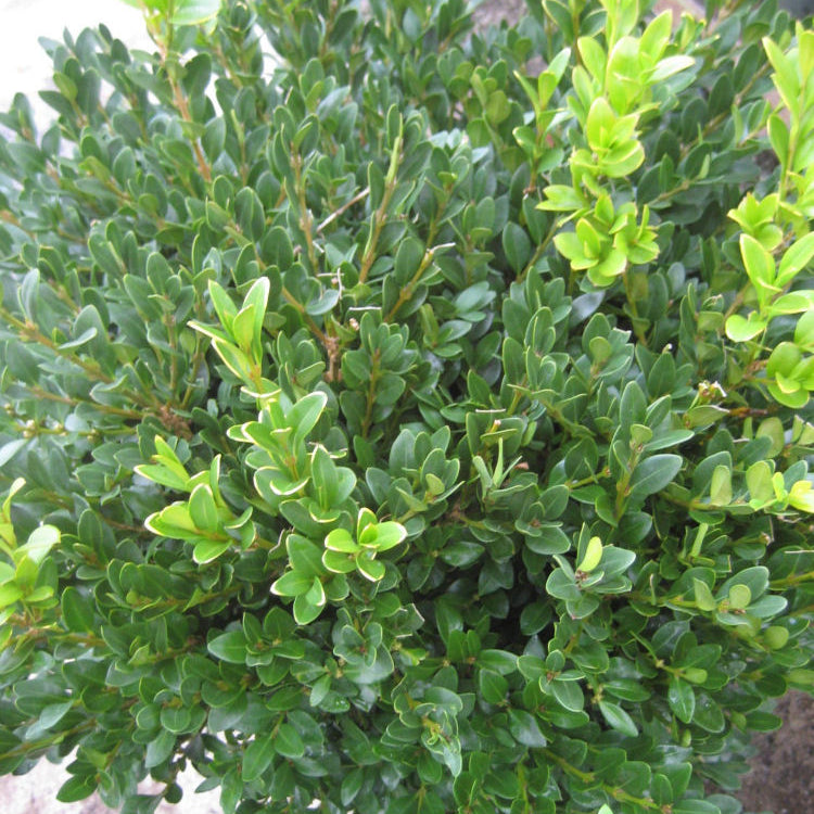 Green Velvet Boxwood (Buxus microphylla 'Green Velvet') - 3 gallon 12"
