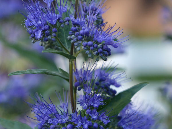 Dark Knight Bluebeard (Caryopteris clandonensis 'Dark Knight') - 2 gallon
