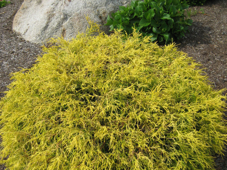 Gold Mop Cypress (Chamaecyparis pisifera 'Mops') - 2 gallon 12"