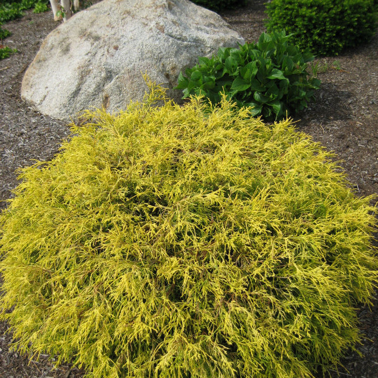 Gold Mop Cypress (Chamaecyparis pisifera 'Mops') - 3 gallon 15"