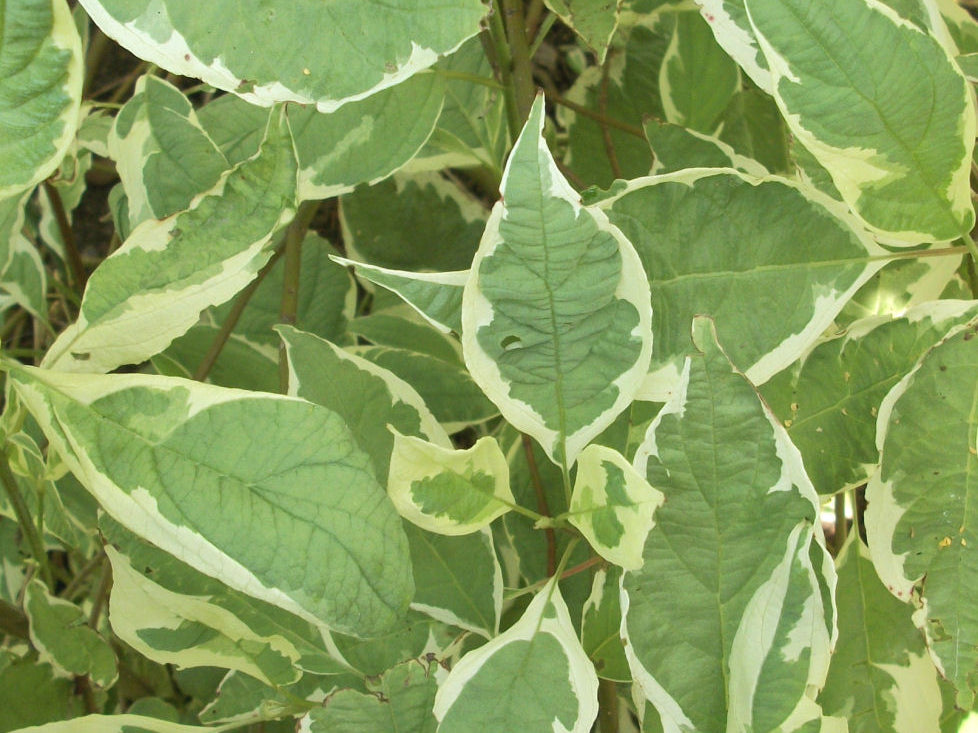 Ivory Halo® Dogwood (Cornus alba 'Bailhalo') - 3 gallon 18"