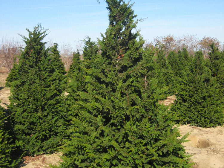 Fernspray False Cypress (Chamaecyparis obtusa 'Filicoides') - 3 gallon 30"