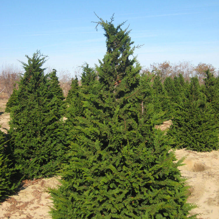 Fernspray False Cypress (Chamaecyparis obtusa 'Filicoides') - 3 gallon 30"