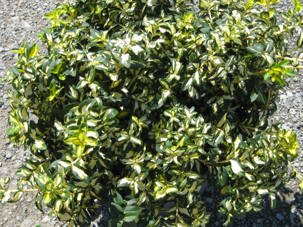 Moonshadow™ Euonymus (Euonymus fortunei 'Moonshadow') - 2 gallon 10"