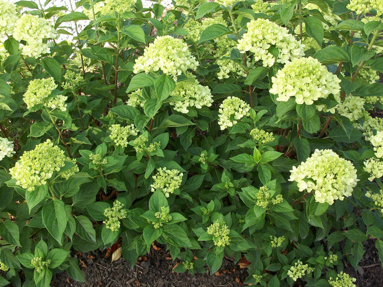 Little Lime® Panicle Hydrangea (Hydrangea paniculata 'Jane') - 2 gallon
